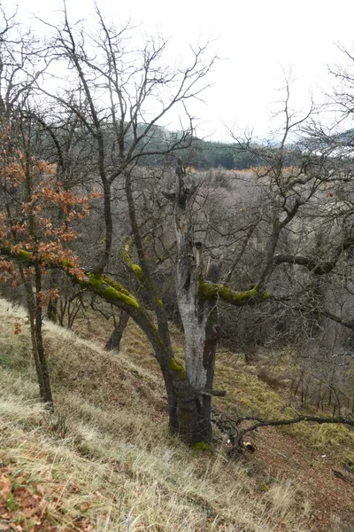 DSC_5767 (Large).JPG